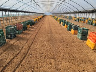 강성우님의 고구마 · 자유게시판 작성글 사진