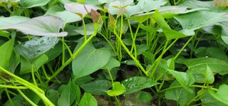 강성우님의 고구마 · 자유게시판 작성글 사진