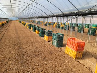 강성우님의 고구마 · 자유게시판 작성글 사진