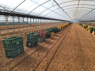 강성우님의 고구마 · 자유게시판 작성글 사진