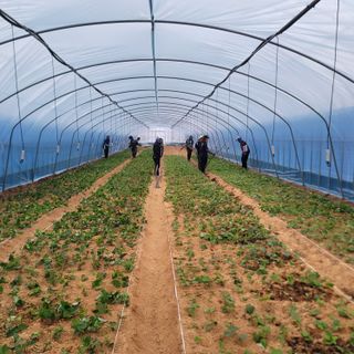 강성우님의 고구마 · 자유게시판 작성글 사진