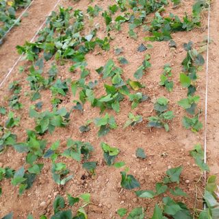 강성우님의 고구마 · 자유게시판 작성글 사진