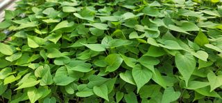 강성우님의 고구마 · 자유게시판 작성글 사진