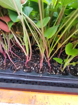 강성우님의 고구마 · 자유게시판 작성글 사진