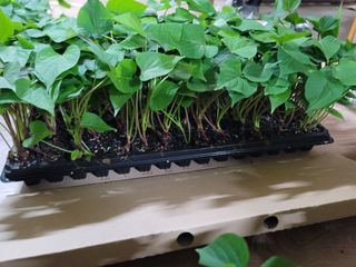 강성우님의 고구마 · 자유게시판 작성글 사진