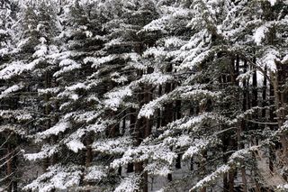 정경희님의 자유주제 · 자유게시판 작성글 사진