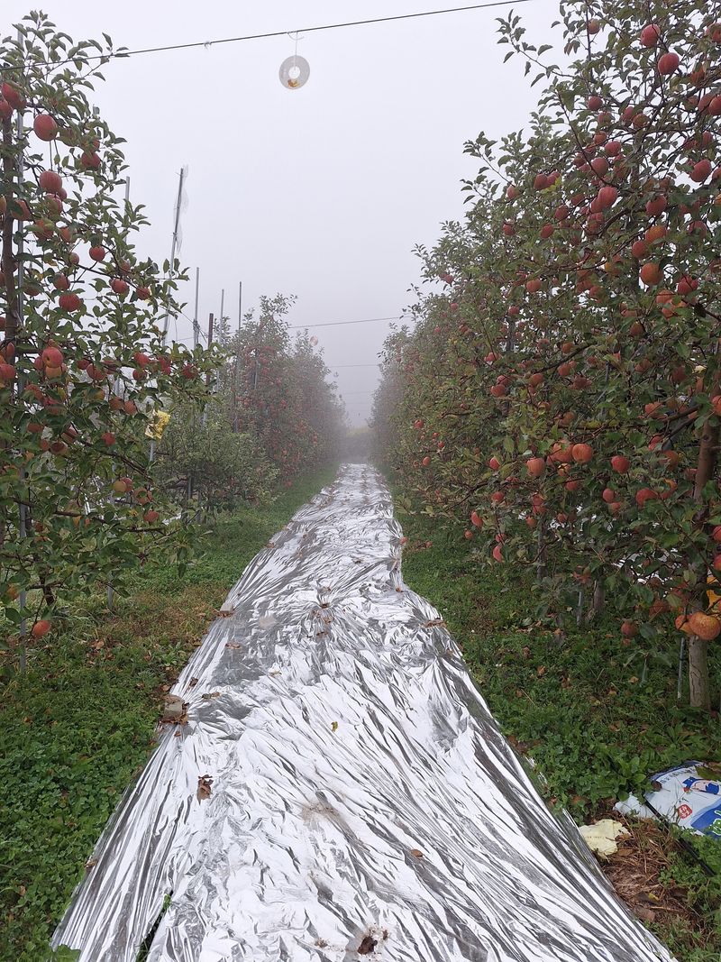 장터 상품 [청송 부사 사과 ] 썸네일