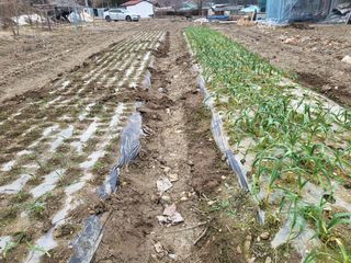 금산농장초보님의 마늘 · 마늘 쪽 비대기 작성글 사진