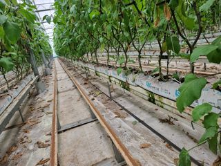 선선농원님의 기타작물 · 영농일지 작성글 사진