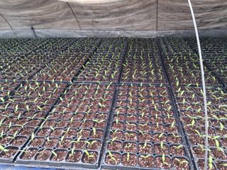 안성농부님의 고추 · 파종•정식 작성글 사진