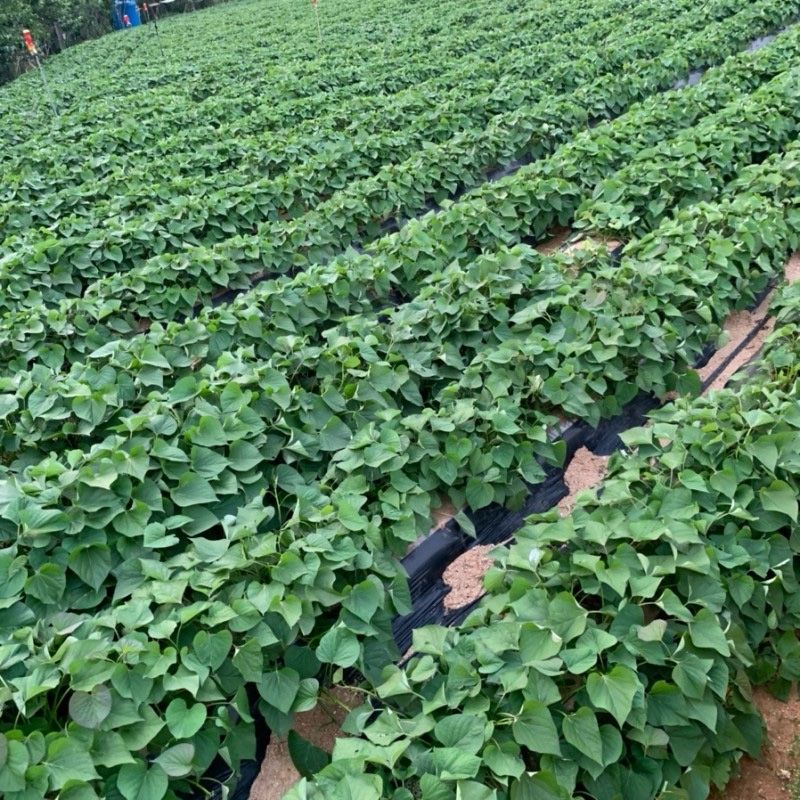 이영민님의 장터 판매 상품 [무안 꿀 고구마 긴상 5kg] 첨부 사진