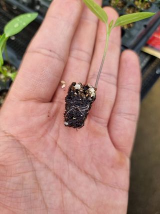 수박씨님의 고추 · 일상 작성글 사진