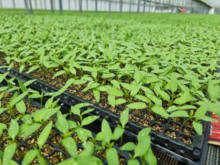 수박씨님의 고추 · 일상 작성글 사진