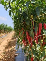 팜모닝 우리지역 대표작물 자랑하기·참여글 게시글 이미지