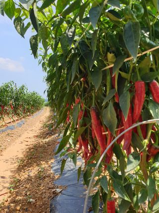 해당화님의 우리지역 대표작물 자랑하기 · 참여글 작성글 사진