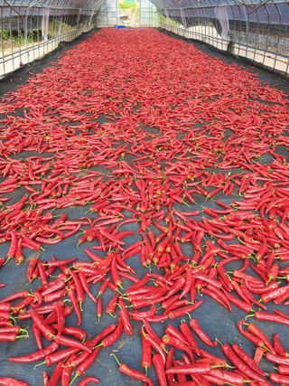 해당화님의 우리지역 대표작물 자랑하기 · 참여글 작성글 사진