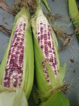 팜모닝 우리지역 대표작물 자랑하기·참여글 게시글 이미지