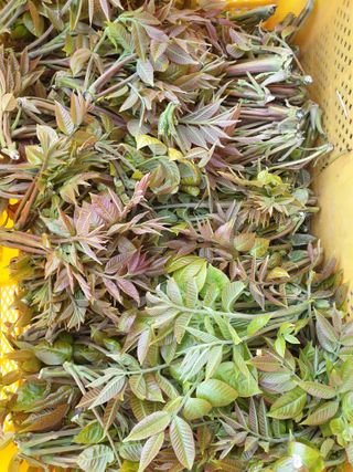 더디기농부님의 우리지역 대표작물 자랑하기 · 참여글 작성글 사진