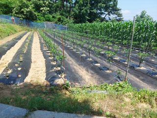 쌍둥이할매님의 우리지역 대표작물 자랑하기 · 참여글 작성글 사진