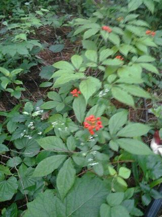 쌍둥이할매님의 우리지역 대표작물 자랑하기 · 참여글 작성글 사진