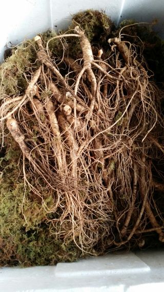 쌍둥이할매님의 우리지역 대표작물 자랑하기 · 참여글 작성글 사진