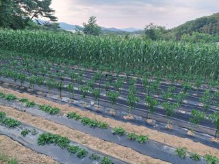 쌍둥이할매님의 우리지역 대표작물 자랑하기 · 참여글 작성글 사진