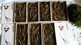 쌍둥이할매님의 우리지역 대표작물 자랑하기 · 참여글 작성글 사진