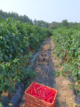 안동환님의 우리지역 대표작물 자랑하기 · 참여글 작성글 사진