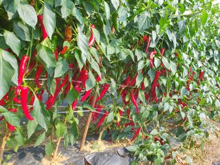 안동환님의 우리지역 대표작물 자랑하기 · 참여글 작성글 사진