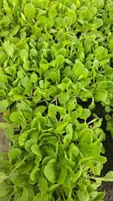 팜모닝 배추·일상 게시글 이미지