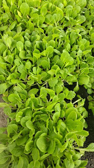 현진맘님의 배추 · 일상 작성글 사진