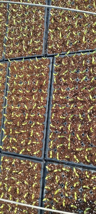 강성분님의 우리지역 대표작물 자랑하기 · 참여글 작성글 사진