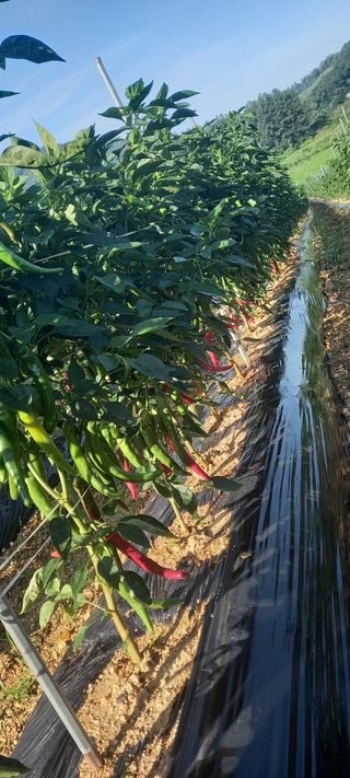 강성분님의 우리지역 대표작물 자랑하기 · 참여글 작성글 사진