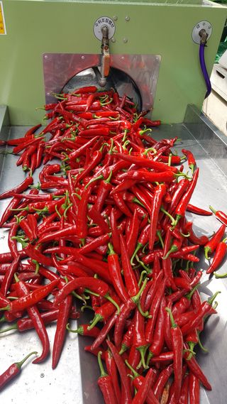 강성분님의 우리지역 대표작물 자랑하기 · 참여글 작성글 사진