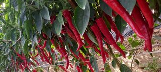 강성분님의 우리지역 대표작물 자랑하기 · 참여글 작성글 사진