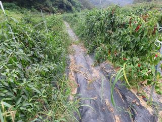 오영도님의 우리지역 대표작물 자랑하기 · 참여글 작성글 사진