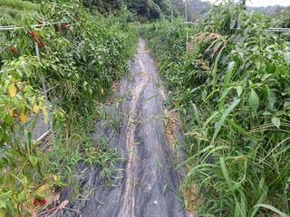 오영도님의 우리지역 대표작물 자랑하기 · 참여글 작성글 사진