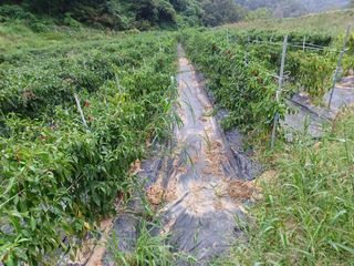 오영도님의 우리지역 대표작물 자랑하기 · 참여글 작성글 사진