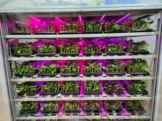 김동수님의 고구마 · 자유게시판 작성글 사진