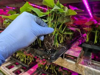 김동수님의 고구마 · 자유게시판 작성글 사진