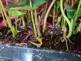 김동수님의 고구마 · 자유게시판 작성글 사진