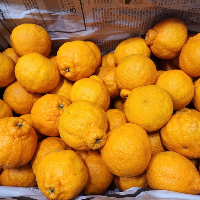 장터 상품 [한라봉 10kg 마감되었습니다.] 썸네일