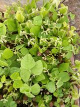 팜모닝 우리지역 대표작물 자랑하기·참여글 게시글 이미지