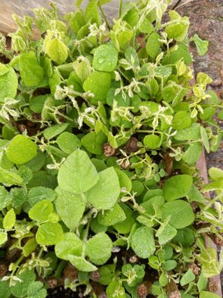 송혁상님의 우리지역 대표작물 자랑하기 · 참여글 작성글 사진