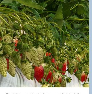 knlee님의 우리지역 대표작물 자랑하기 · 참여글 작성글 사진