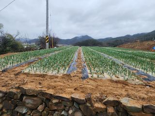 임영규님의 우리지역 대표작물 자랑하기 · 참여글 작성글 사진