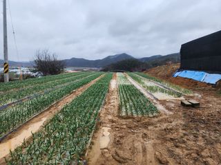 임영규님의 우리지역 대표작물 자랑하기 · 참여글 작성글 사진