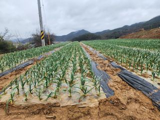 임영규님의 우리지역 대표작물 자랑하기 · 참여글 작성글 사진