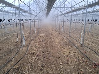 정이오가네농원님의 포도 · 자유게시판 작성글 사진