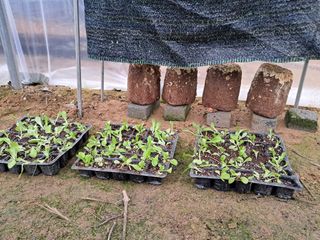 정이오가네농원님의 포도 · 자유게시판 작성글 사진